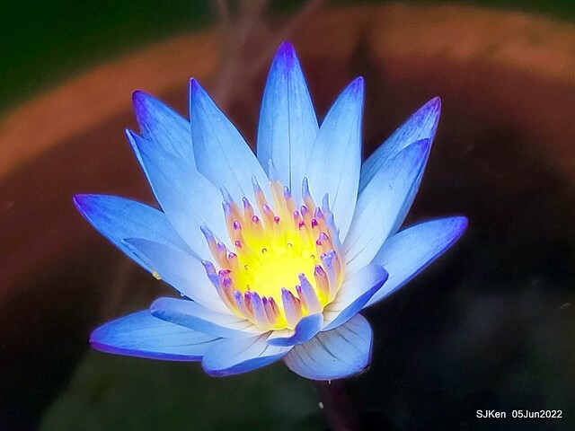 t Water Lily at Green World Hotel Nangang branch ,Taipei, Taiwan, SJKen, Jun 5, 2022.