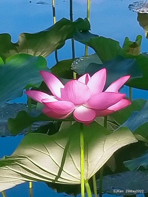 「台北植物園賞荷 」(Taipei Botanic garden Lotus pool), Taipei, Taiwan, SJKen, May 29, 2022.