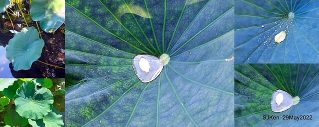「台北植物園賞荷 」(Taipei Botanic garden Lotus pool), Taipei, Taiwan, SJKen, May 29, 2022.