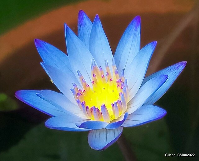t Water Lily at Green World Hotel Nangang branch ,Taipei, Taiwan, SJKen, Jun 5, 2022.
