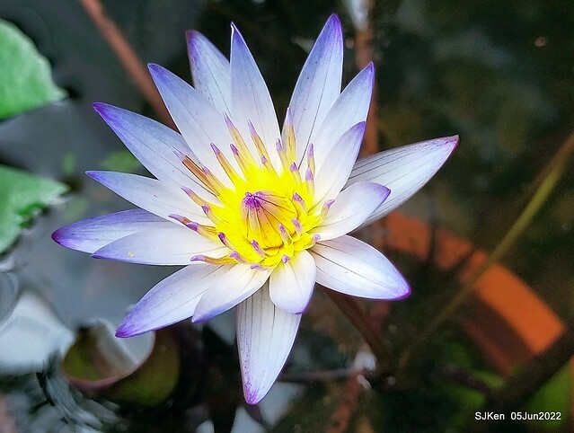 t Water Lily at Green World Hotel Nangang branch ,Taipei, Taiwan, SJKen, Jun 5, 2022.