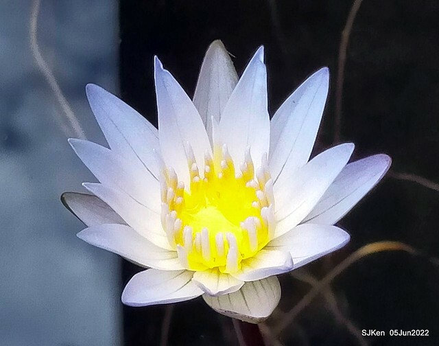 t Water Lily at Green World Hotel Nangang branch ,Taipei, Taiwan, SJKen, Jun 5, 2022.