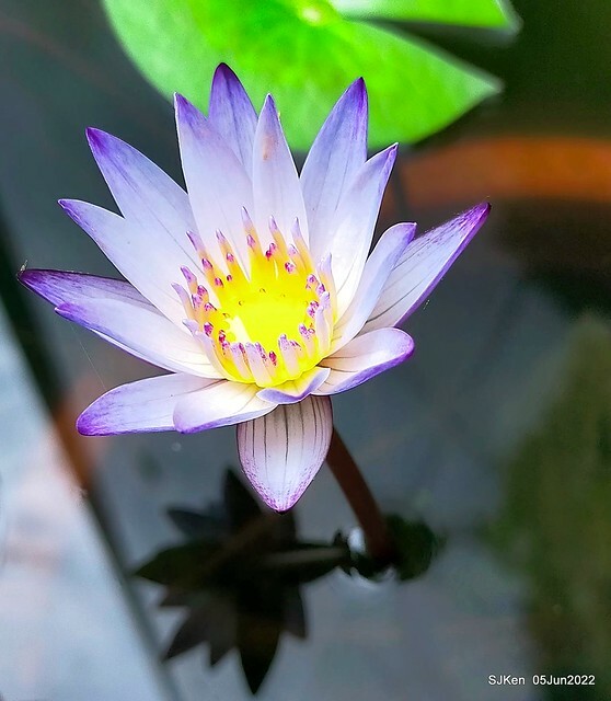 t Water Lily at Green World Hotel Nangang branch ,Taipei, Taiwan, SJKen, Jun 5, 2022.