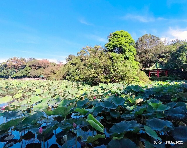 「台北植物園賞荷 」(Taipei Botanic garden Lotus pool), Taipei, Taiwan, SJKen, May 29, 2022.