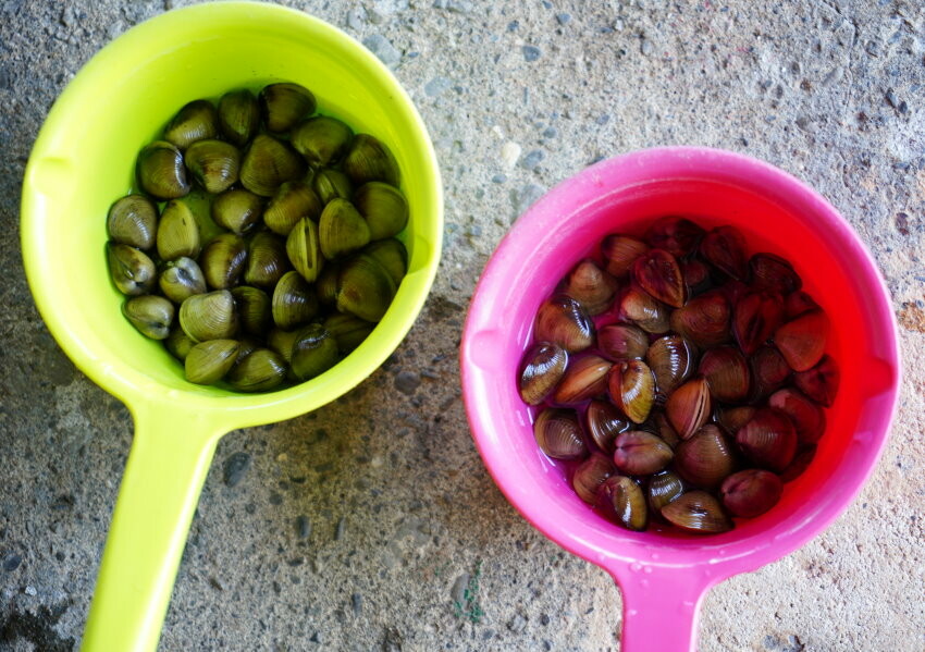 【宜蘭親子景點】廣興農場 鴨母寮豬哥窟．超詳細玩樂攻略!