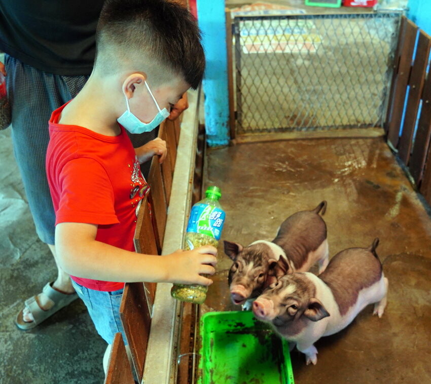 【宜蘭親子景點】廣興農場 鴨母寮豬哥窟．超詳細玩樂攻略!