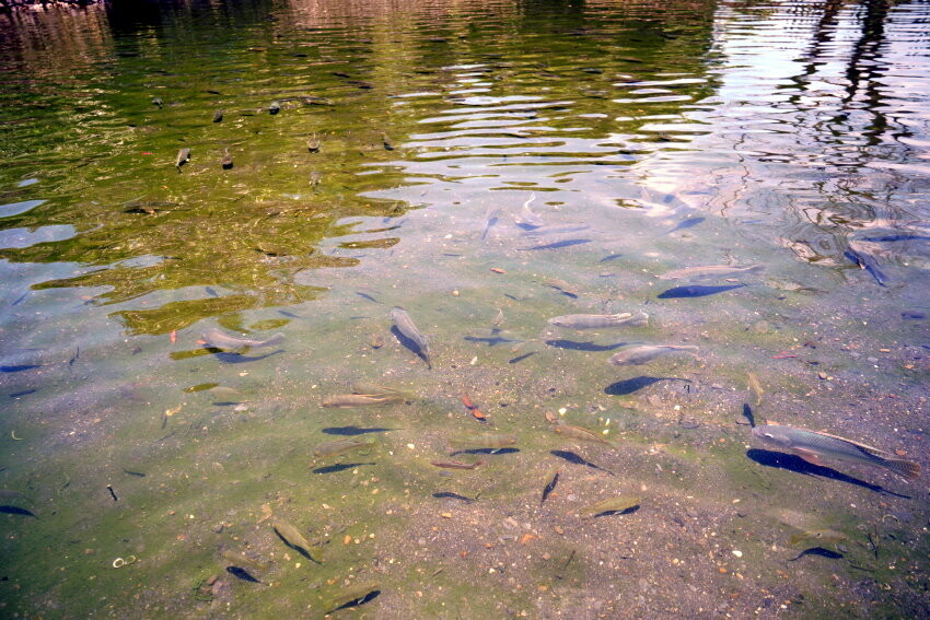 【宜蘭親子景點】廣興農場 鴨母寮豬哥窟．超詳細玩樂攻略!