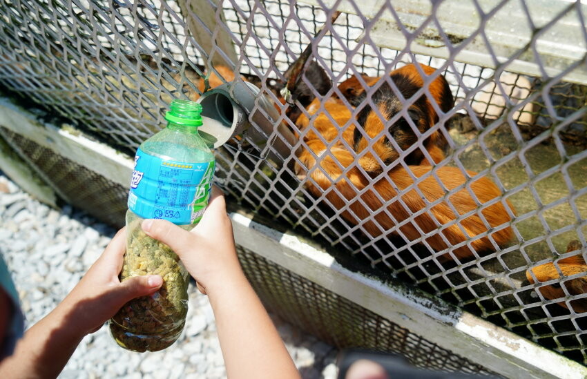 【宜蘭親子景點】廣興農場 鴨母寮豬哥窟．超詳細玩樂攻略!