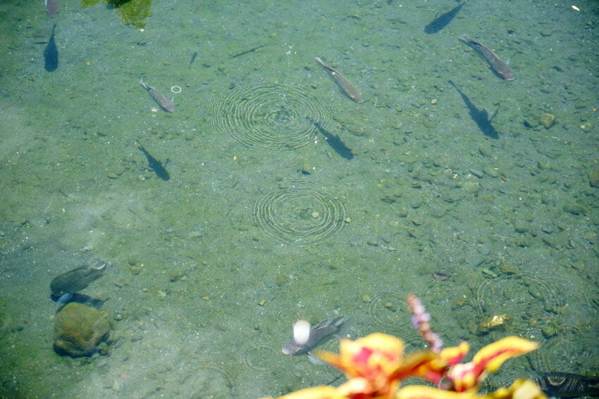 【宜蘭親子景點】廣興農場 鴨母寮豬哥窟．超詳細玩樂攻略!