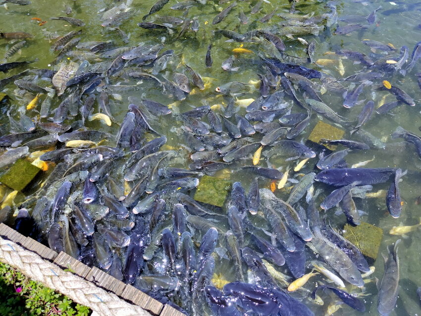 【宜蘭親子景點】廣興農場 鴨母寮豬哥窟．超詳細玩樂攻略!