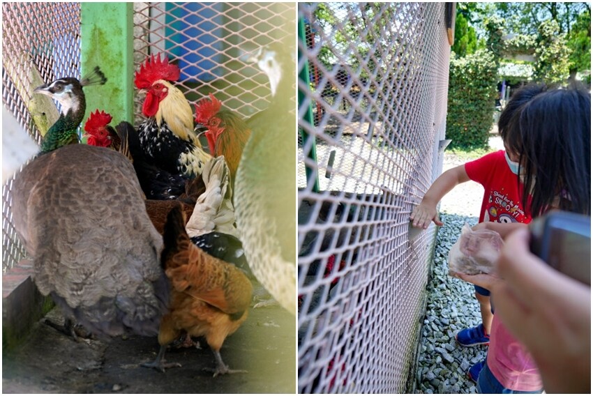 【宜蘭親子景點】廣興農場 鴨母寮豬哥窟．超詳細玩樂攻略!