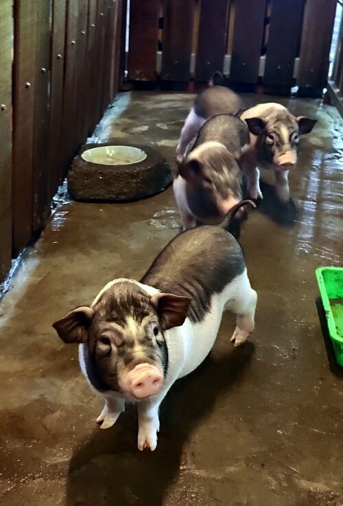 【宜蘭親子景點】廣興農場 鴨母寮豬哥窟．超詳細玩樂攻略!