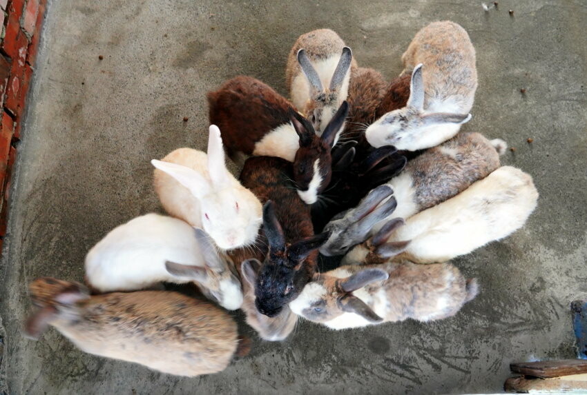 【宜蘭親子景點】廣興農場 鴨母寮豬哥窟．超詳細玩樂攻略!