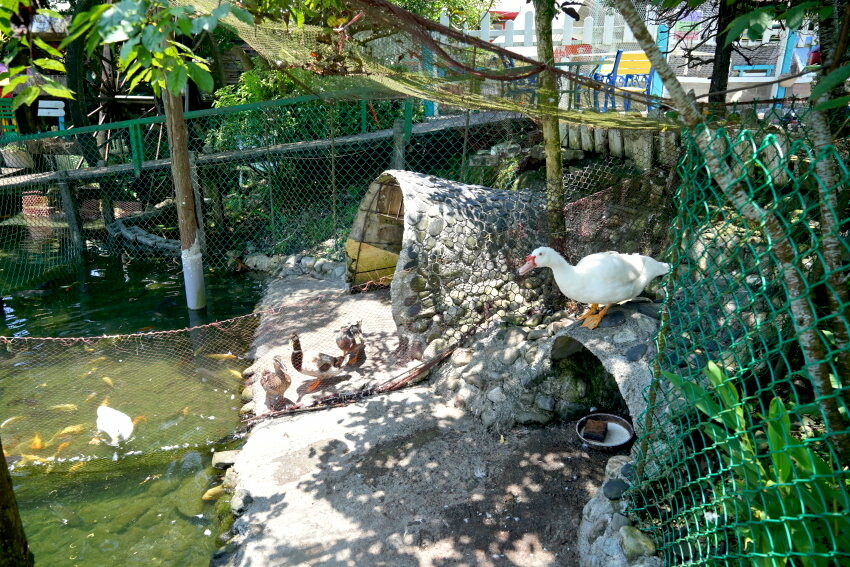 【宜蘭親子景點】廣興農場 鴨母寮豬哥窟．超詳細玩樂攻略!