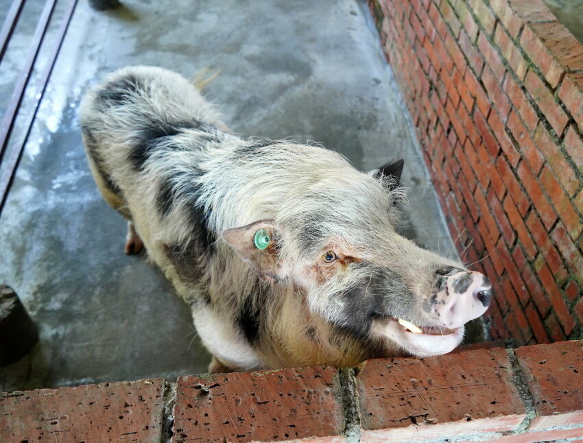 【宜蘭親子景點】廣興農場 鴨母寮豬哥窟．超詳細玩樂攻略!