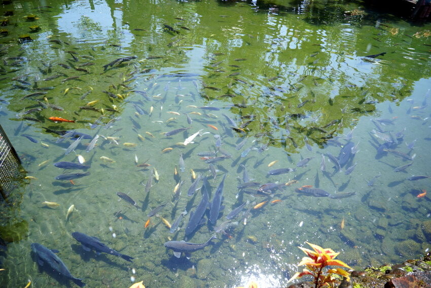 【宜蘭親子景點】廣興農場 鴨母寮豬哥窟．超詳細玩樂攻略!