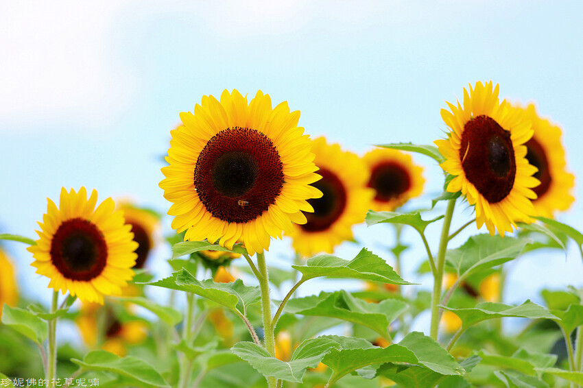  桃園觀音景點推薦：向陽農場/ WalkerLand窩客島整理提供 未經許可不可轉載