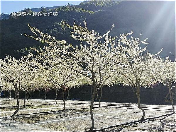 草坪頭19.jpg 草坪頭19.jpg