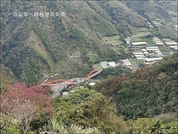 望高茶園31.jpg