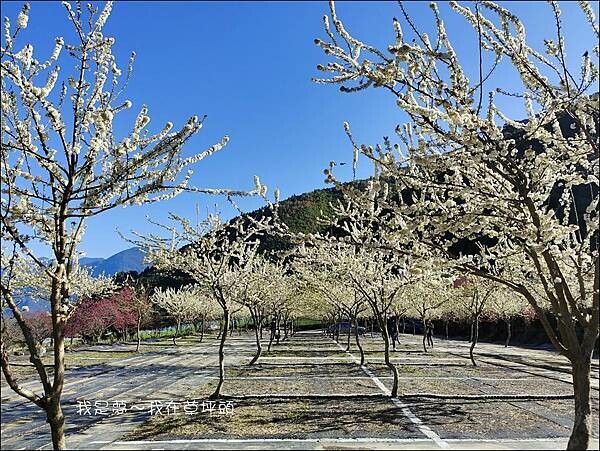 草坪頭13.jpg 草坪頭13.jpg