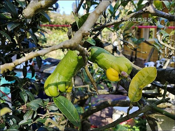 草坪頭25.jpg 草坪頭25.jpg