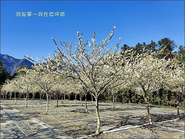 草坪頭22.jpg 草坪頭22.jpg