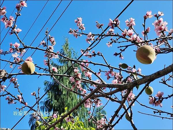 草坪頭31.jpg 草坪頭31.jpg