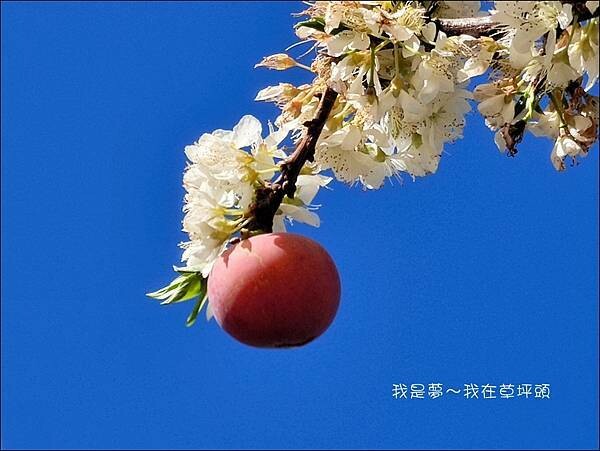 草坪頭18.jpg 草坪頭18.jpg