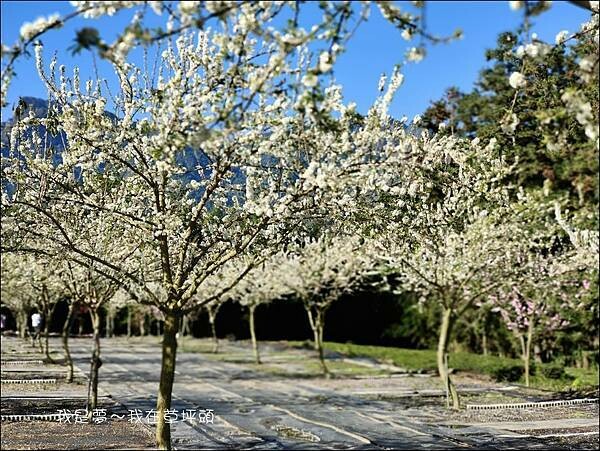 草坪頭07.jpg 草坪頭07.jpg