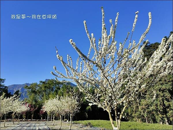 草坪頭12.jpg 草坪頭12.jpg