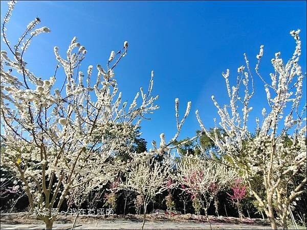 草坪頭21.jpg 草坪頭21.jpg