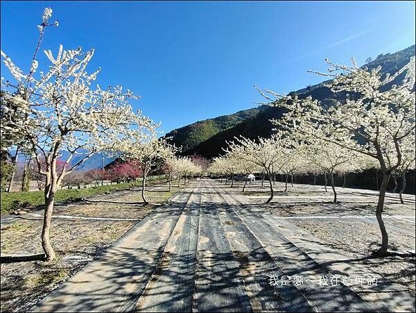 草坪頭20.jpg 草坪頭20.jpg