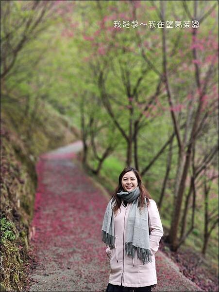 望高茶園17.jpg