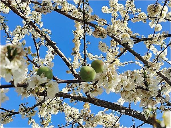 草坪頭16.jpg 草坪頭16.jpg