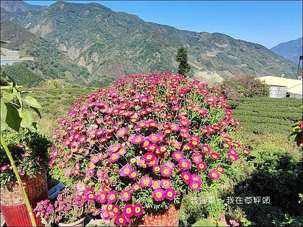 草坪頭37.jpg 草坪頭37.jpg