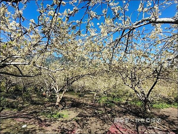 草坪頭36.jpg 草坪頭36.jpg