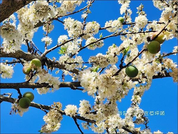 草坪頭17.jpg 草坪頭17.jpg