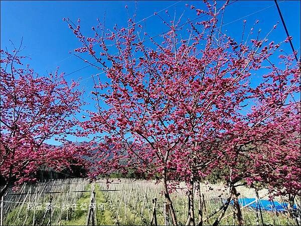 草坪頭24.jpg 草坪頭24.jpg