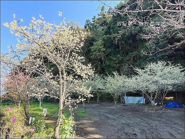 草坪頭30.jpg 草坪頭30.jpg