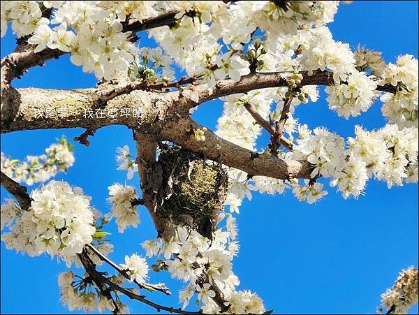 草坪頭23.jpg 草坪頭23.jpg