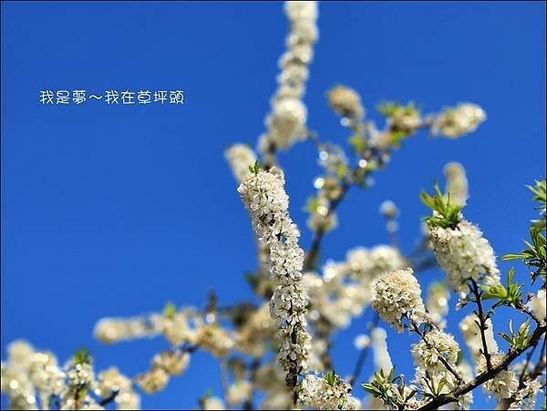 草坪頭11.jpg 草坪頭11.jpg