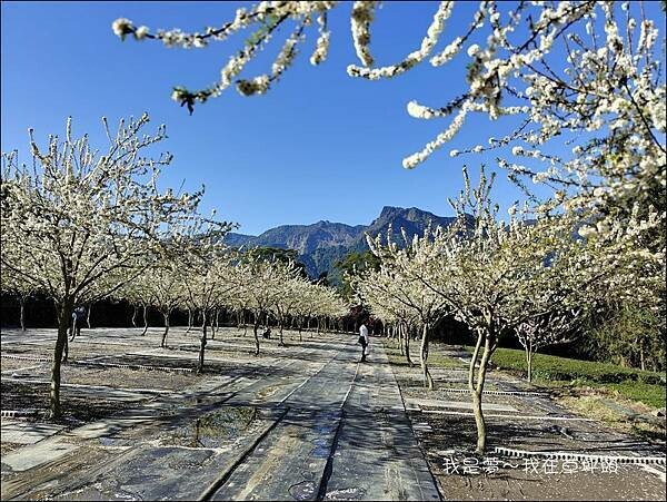 草坪頭10.jpg 草坪頭10.jpg