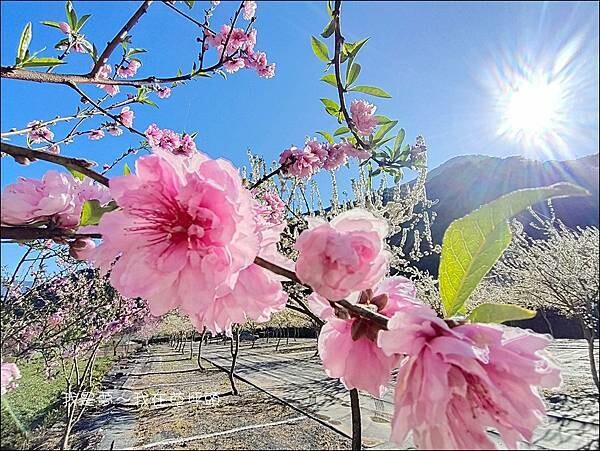 草坪頭15.jpg 草坪頭15.jpg