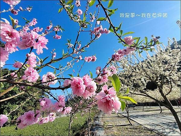 草坪頭14.jpg 草坪頭14.jpg