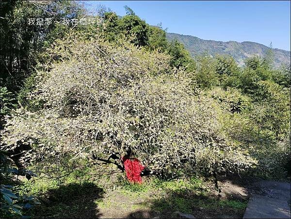 草坪頭32.jpg 草坪頭32.jpg