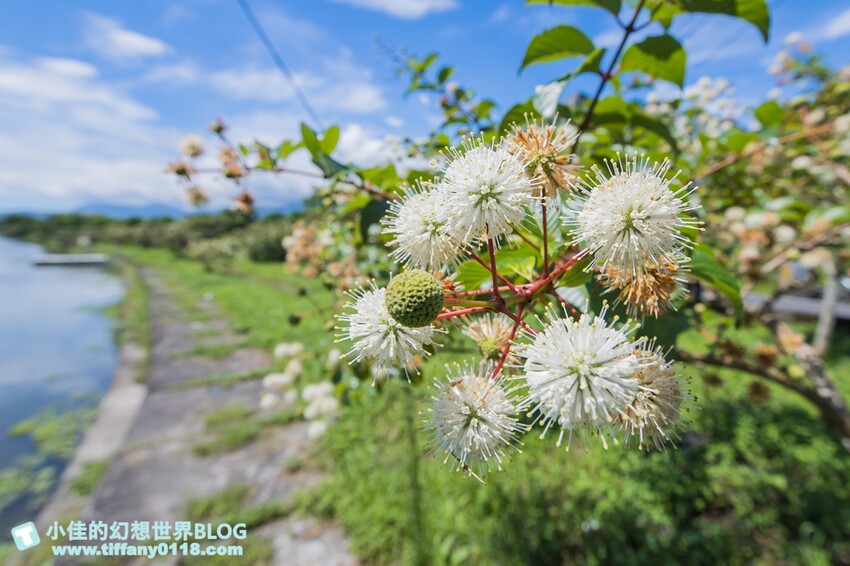 [宜蘭旅遊]冬山河休閒農業區特色活動輕旅行/三奇美徑彩繪稻田、五十二甲溼地夜賞穗花、餵鴨做鹹蛋DIY、單車遊舊河道