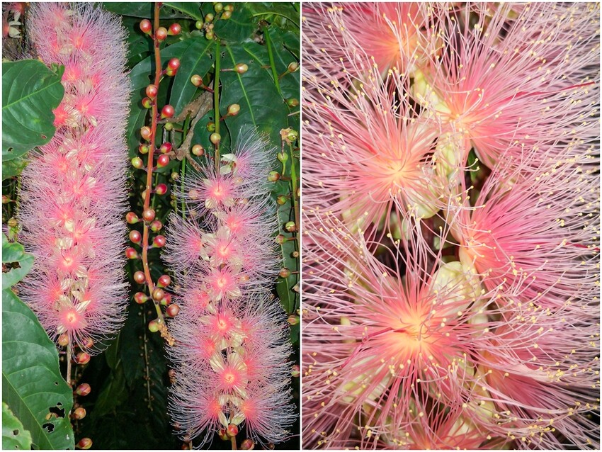 [宜蘭旅遊]冬山河休閒農業區特色活動輕旅行/三奇美徑彩繪稻田、五十二甲溼地夜賞穗花、餵鴨做鹹蛋DIY、單車遊舊河道