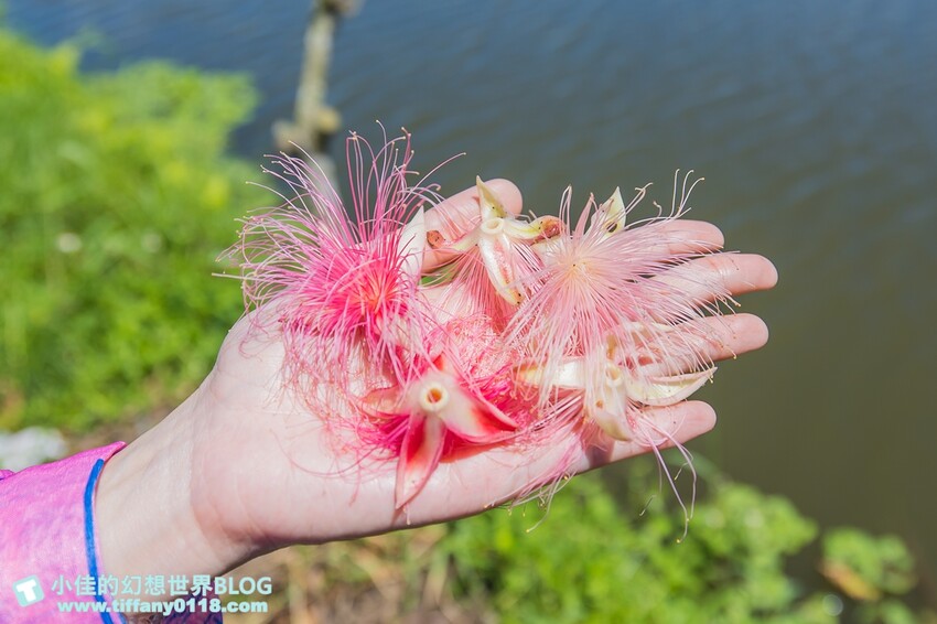 [宜蘭旅遊]冬山河休閒農業區特色活動輕旅行/三奇美徑彩繪稻田、五十二甲溼地夜賞穗花、餵鴨做鹹蛋DIY、單車遊舊河道