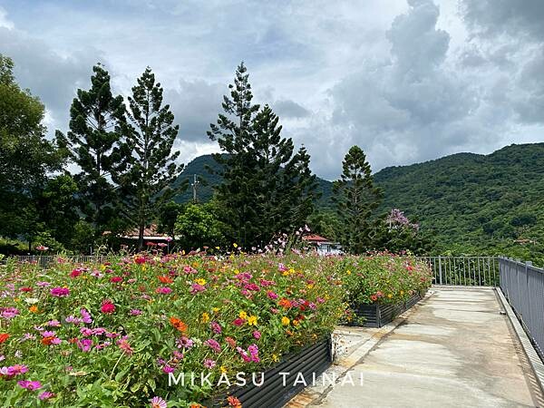 台南網美景點 仙湖農場 俗女養成記2 民宿 無邊境游泳池 無邊界泳池 可愛動物 親子農場 農場環境介紹