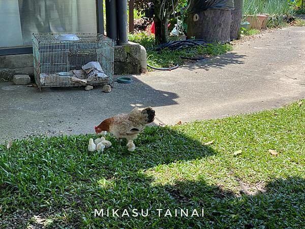 台南網美景點 仙湖農場 俗女養成記2 民宿 無邊境游泳池 無邊界泳池 可愛動物 親子農場 農場環境介紹